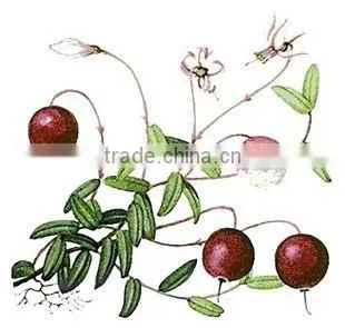Natural High Quality Bilberry Extract /Bilberry Powder photo-4