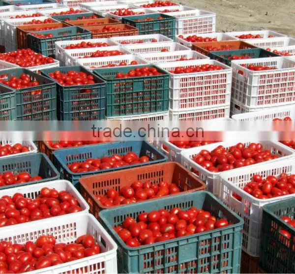 Hot Selling Sun Dried Tomotoes for Buyer photo-4