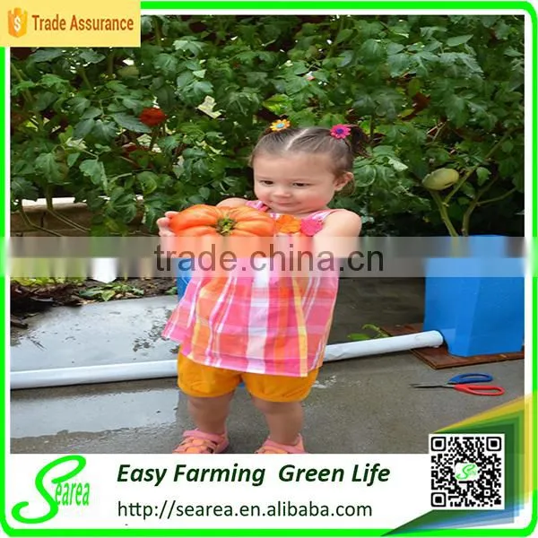 New Technology Hydroponics Equipment photo-3