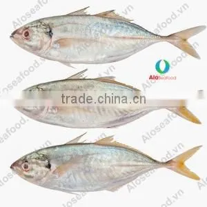 SCAD: ROUND/ LAYANG/ YELLOW TAIL/ YELLOWSTRIPE/ BIG EYES photo-2