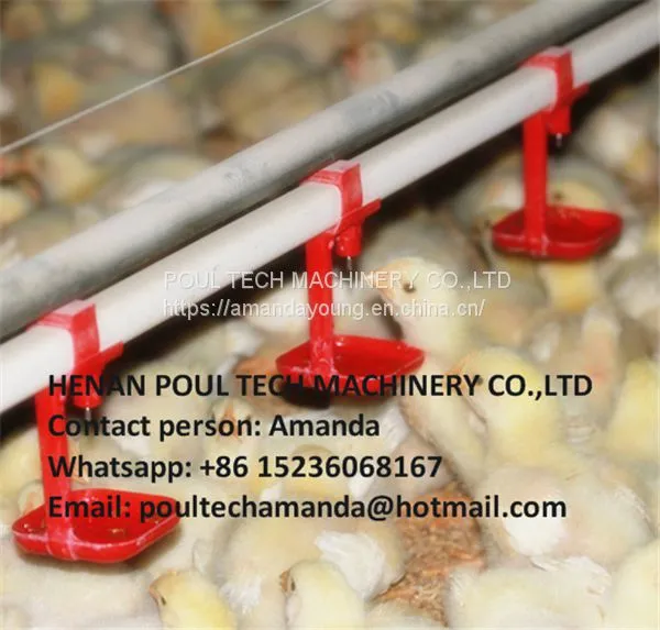 Malawi Poultry & Chicken & Bird Farm Automatic Broiler Ground Breeding System & Chicken Floor Raising System With Automatic Nipple Drinker System photo-3