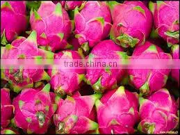 FRESH DRAGON FRUIT - FROZEN PINK PITAYA photo-2