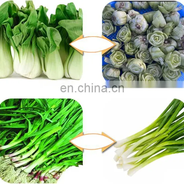 Automatic Double-head Root Removal Machine Scallion Garlic Cabbage Root Cutting Machine photo-3