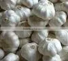 Chinese Garlic