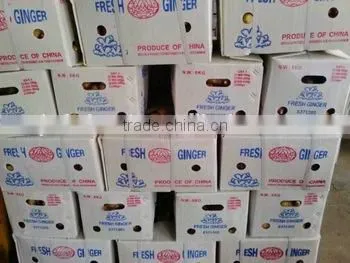 New Chinese Fresh Ginger 2015 Crop