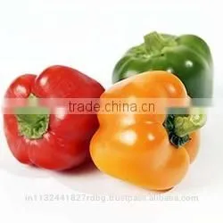 Fresh Bell Pepper India/good Quality Capsicum/farm Fresh Red,yellow,red Capsicum/bell Pepper Exporter in India photo-4