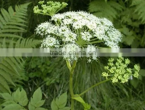 Angelica Root Chinese Medicine Essential Oil