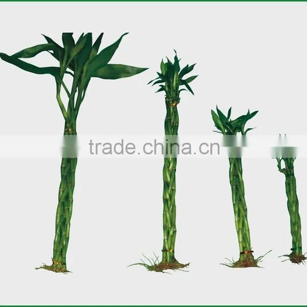 18 Stems Braided Lucky Bamboo Bonsai Tree Dracaena Sanderiana Indoor Aquatic Feng Shui Plants Nursery Garden Decoration photo-5
