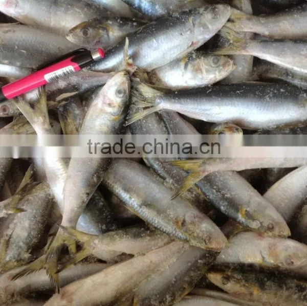 Good Quality Whole Round Sardine 20-30pcs/kg in 2016 photo-2