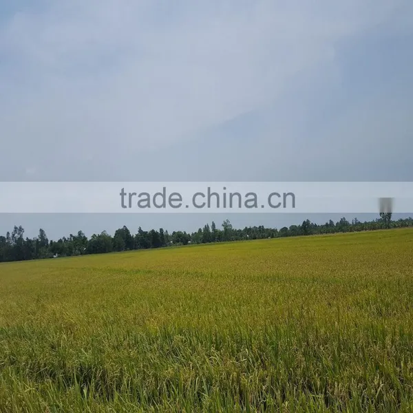 HOT PRICE VIETNAMESE 5% BROKEN KDM RICE WITH NEW HARVEST photo-5