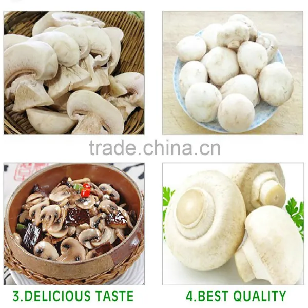 Frozen Agaricus Bisporus IQF Agaricus Bisporus photo-4
