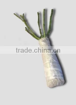 Rose Plants / Grafted Rose Plants photo-5