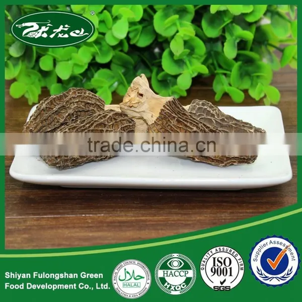 Morchella Esculenta