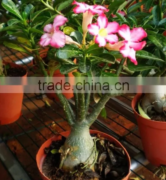 Desert Rose photo-3