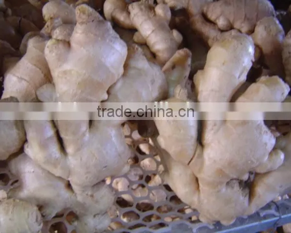 Fresh Air Dried Ginger photo-5