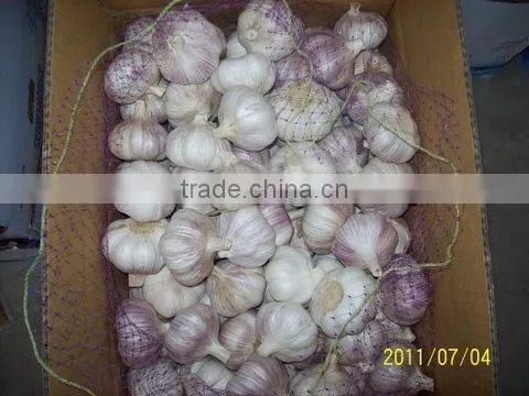 Normal white garlic