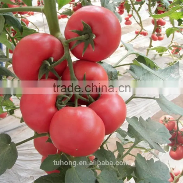 Unlimited Growth Anti-virus Tomato Seeds With High Yield