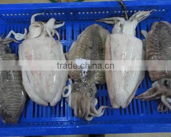 Frozen Cuttlefish photo-5