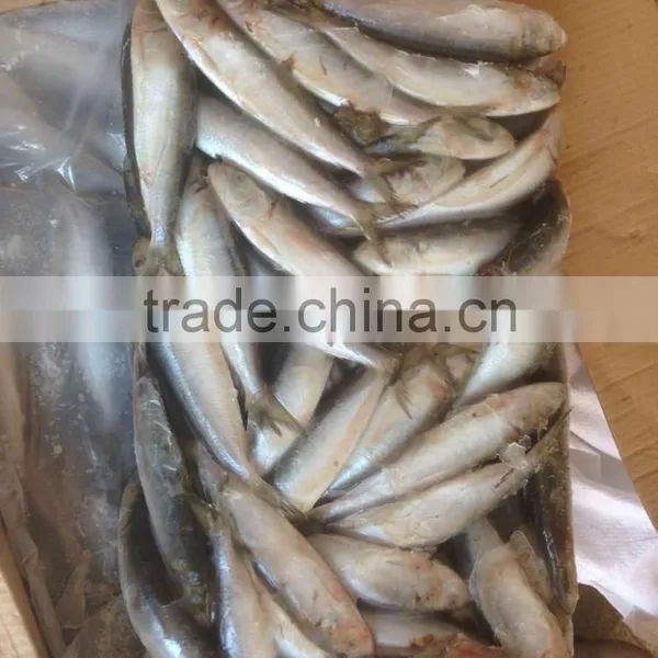 SARDINE BAIT photo-3