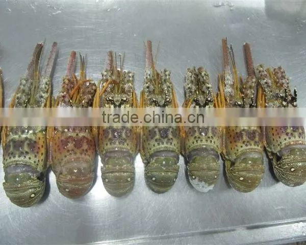 Spiny Lobster photo-2
