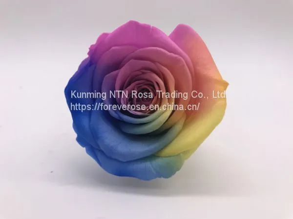 Preserved Rose Preserved Flowers Dried Flowers Birthday Valentine Party Wedding photo-4