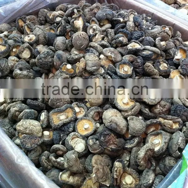 Shiitake Mushroom Cultivation