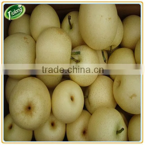 Chinese Fresh Yellow Ya Pear photo-2