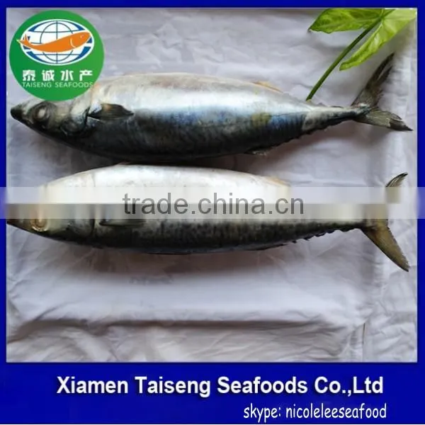 Pacific Mackerel Fish Whole Deep Frozen photo-2
