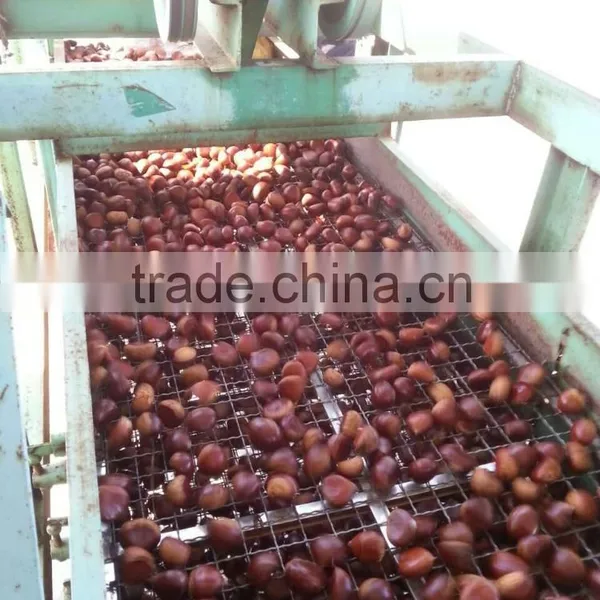 2015 New Harvest Edible Chestnuts Price photo-3