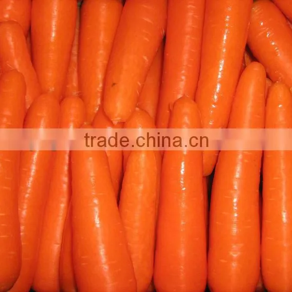 2013 Fresh Carrot