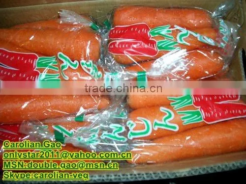 HOT HOT !!(XIAMEN)FARMLAND VEGETABLE OF CARROT IN CHINA