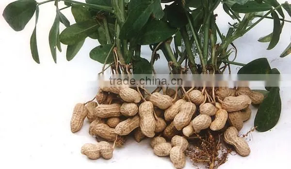 Supplier of Peanuts Kernel and Peanuts Kernel Buyer From All Over the World photo-6