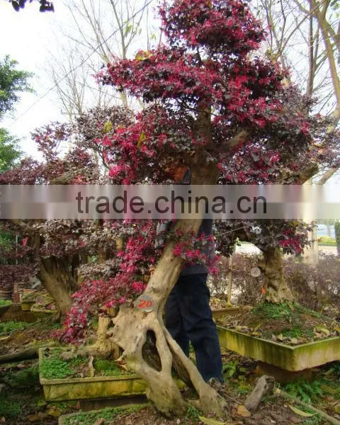 Red Flower Loropetalum Chinense for Ornamental Outdoor Landscaping Beautiful Bonsai Plants photo-5