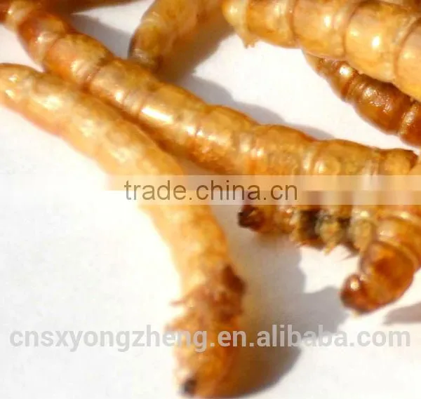 FDA Certification 2.8cm Fish Food Microwave Mealworms;Mealworms;Dried Mealworms for Fish Food photo-2