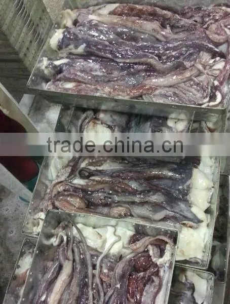 Giant Squid Tentacle photo-3