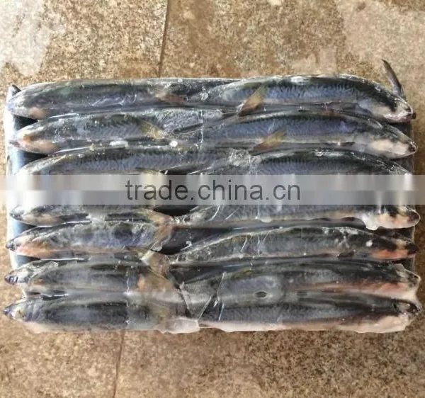 Frozen Pacific Mackerel Fresh Hot Sale Fish photo-3