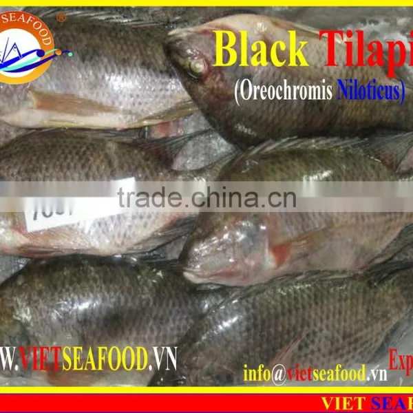 FROZEN BLACK TILAPIA WHOLE ROUND photo-6