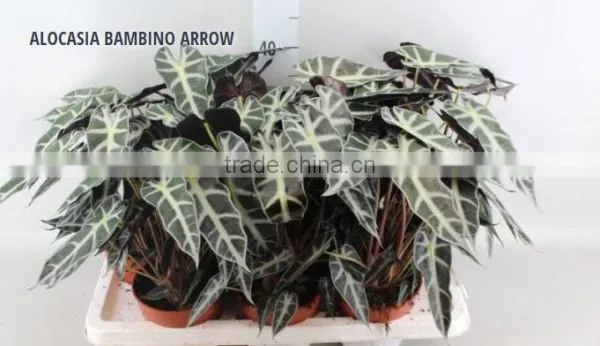 ALOCASIA BAMBINO ARROW