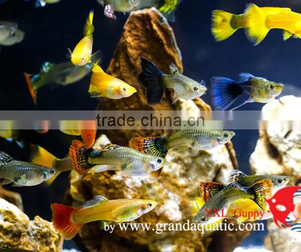 Guppy Fish XXL Size for Aquarium Fish Export photo-2