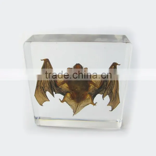 2016 New Design Wholesale Promotional Gift Desk Decoration With Real Insect Bat photo-3