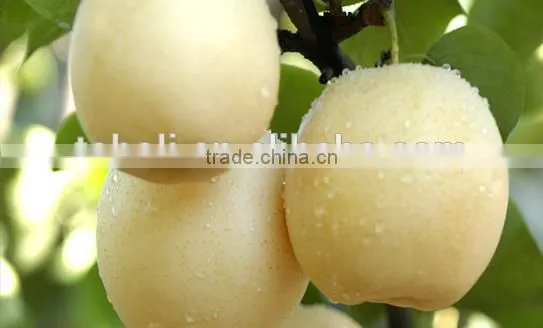 Huangguan Pear/ Crown Pear / Golden Pear photo-2