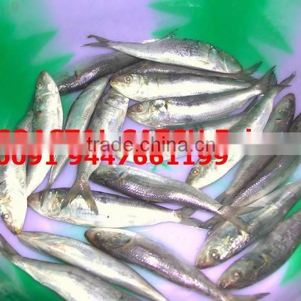 SARDINE