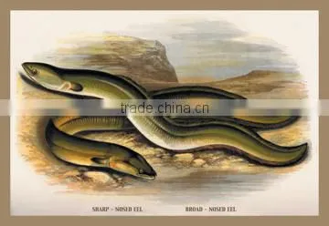 Sharp-Nosed Eel and Broad-Nosed Eel 20x30 poster