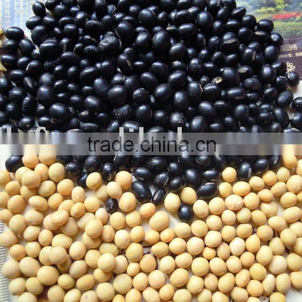 Black &yellow Soya Bean