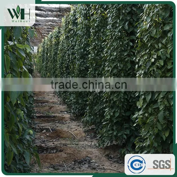 Vietnam Best Herb - Black Pepperseed 550gl 500gl With Good Price photo-5