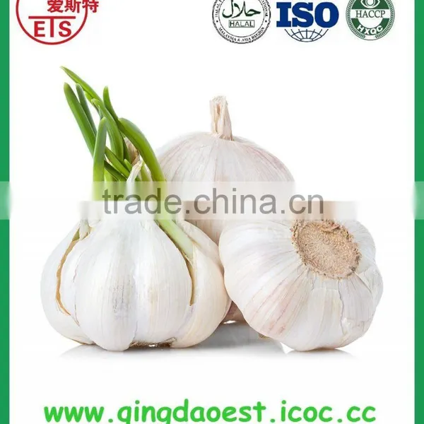 Top Quality Factory Price Fresh White Garlic photo-2