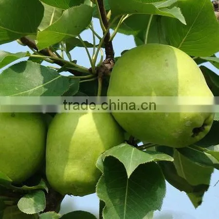 Fresh Early Su Pear Sweet Pear Exporter in China photo-3