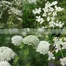 Anise Oil photo-6