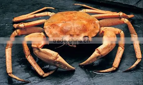 Golden Crab - Live