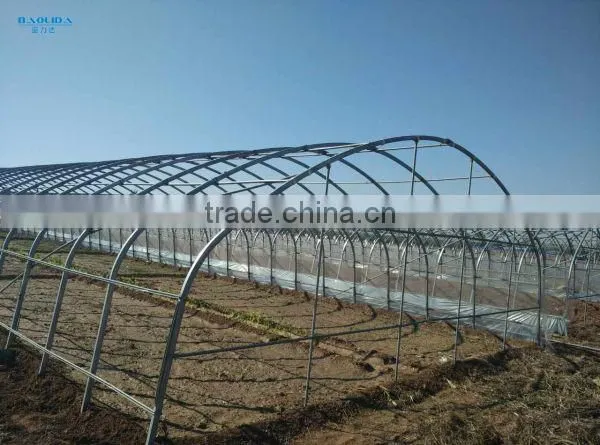 Multi-span Tunnelgreenhouse for Vagetable and Fruits photo-5